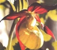 piante medicinali