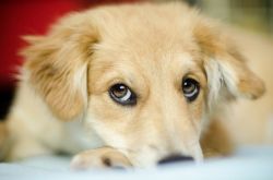 Magliette per cani