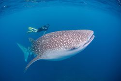 Maschere Snorkeling