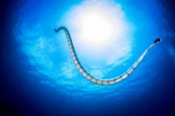 sognare un serpente.